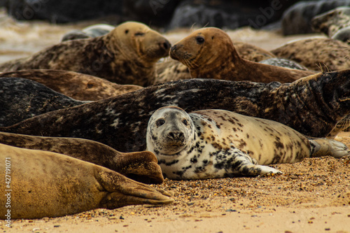Seal colony on the beach © BigTower