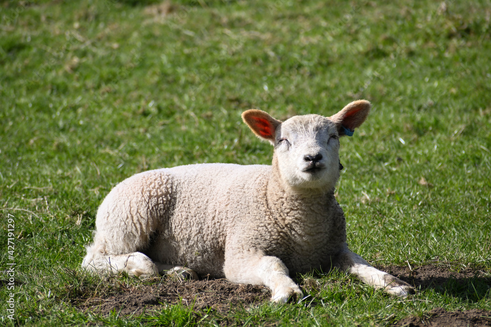 Fototapeta premium New born lamb laid in field
