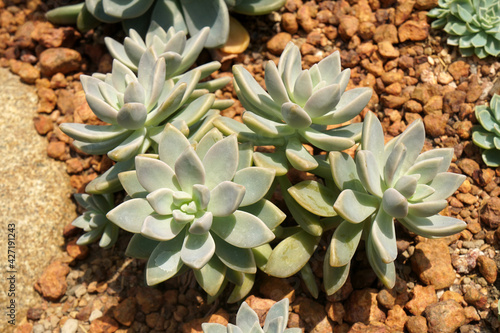 x Graptoveria 'Opalina' is an attractive succulent that produces clusters of tight rosettes of thick, smooth, upright-held leaves. Arid plants. photo