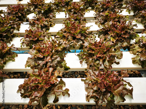 Fresh red oak lettuce