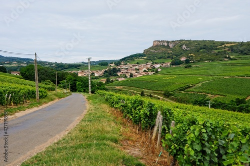 Vineyard in Solutré-Pouilly (Bourgogne) with Roche de Solutré in background