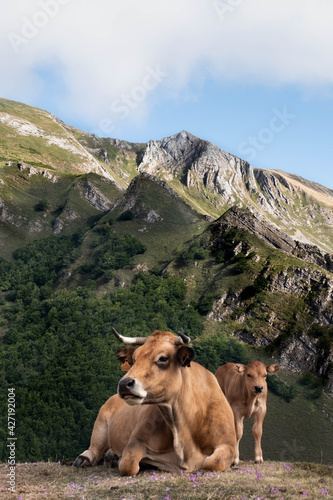 Cow and calf in the mountain. 