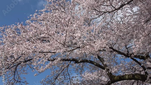 岩瀬牧場の桜（福島県・鏡石町） photo