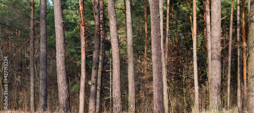 Fototapeta Naklejka Na Ścianę i Meble -  Pines trunks in forest in springtime, panoramic view