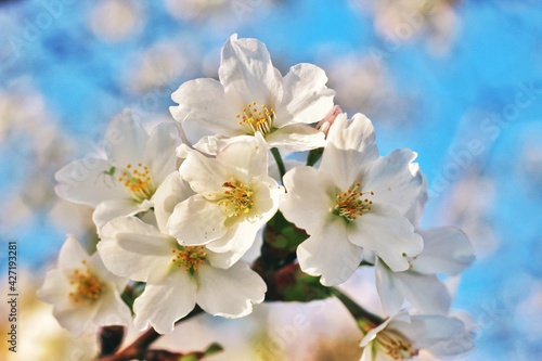 満開の桜の花々