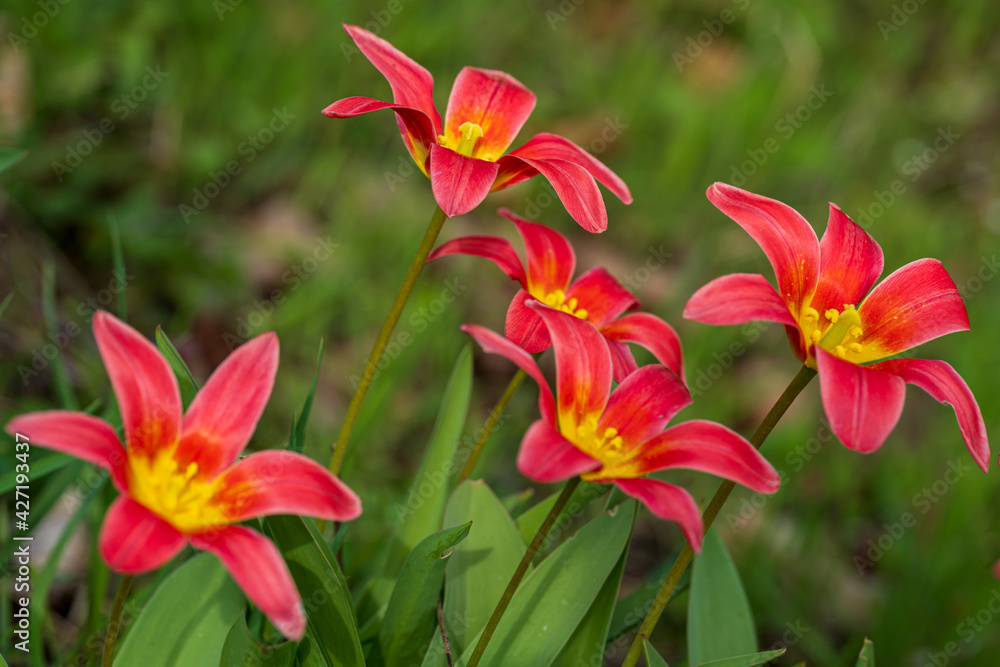 close up of tulips