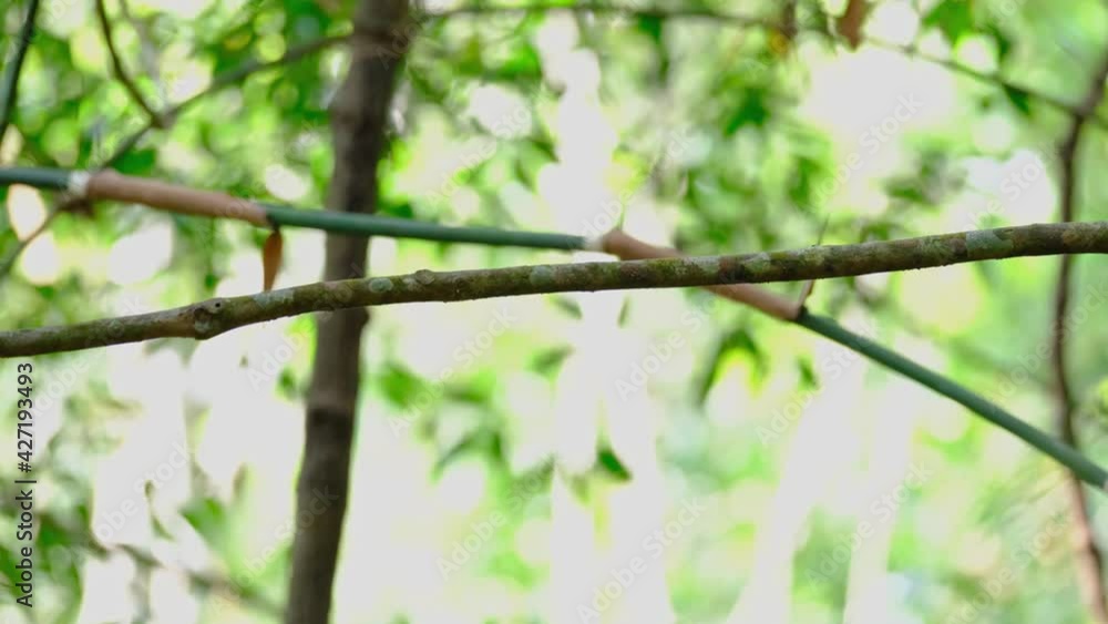Red-headed Trogon, Harpactes erythrocephalus, Thailand; perched on a diagonal branch then shifts its balance to fly away to the left. Red-headed Trogon, Harpactes erythrocephalus, Thailand; perched on a diagonal branch then shifts its balance to fly away to the left.