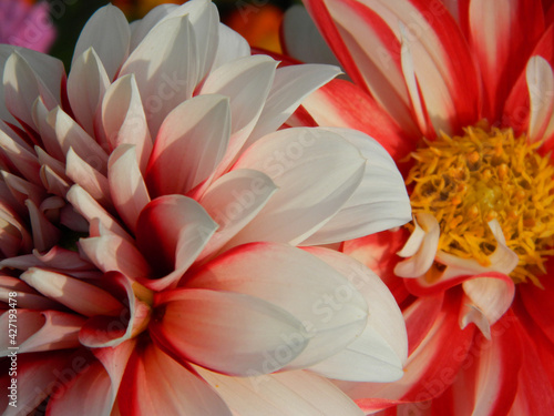 red-white dahlia in close-up