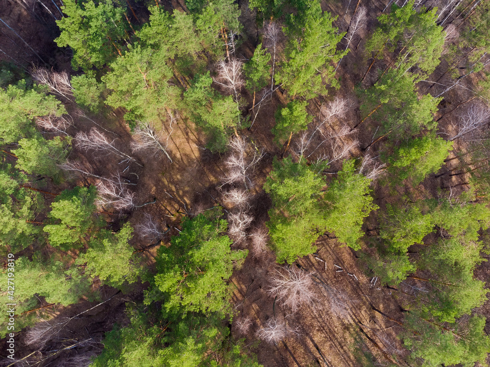 Aerial view of pine and birch forest in early spring Aerial view of pine and birch forest in early spring