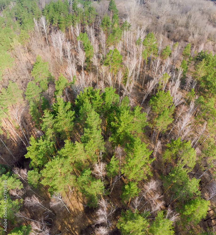 Aerial view of pine and birch forest in early spring Aerial view of pine and birch forest in early spring