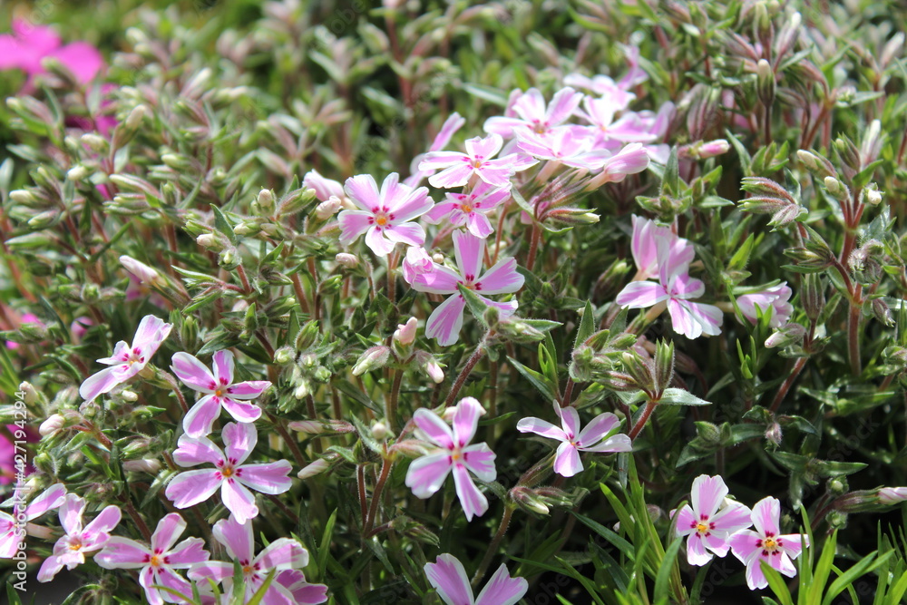 Fototapeta premium Phlox