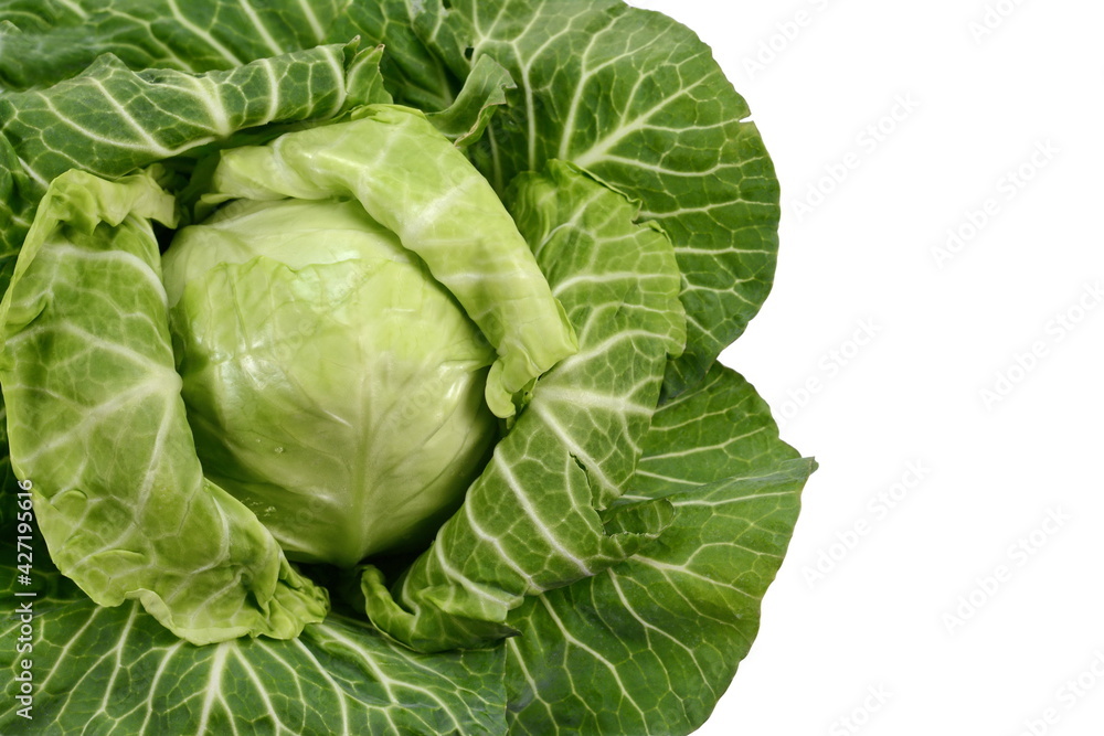Cabbage isolated on white background. Fresh green cabbage. Cabbage isolated on white background. Fresh green cabbage.
