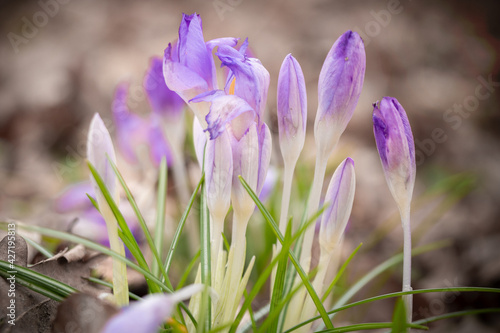purple crocus flowers