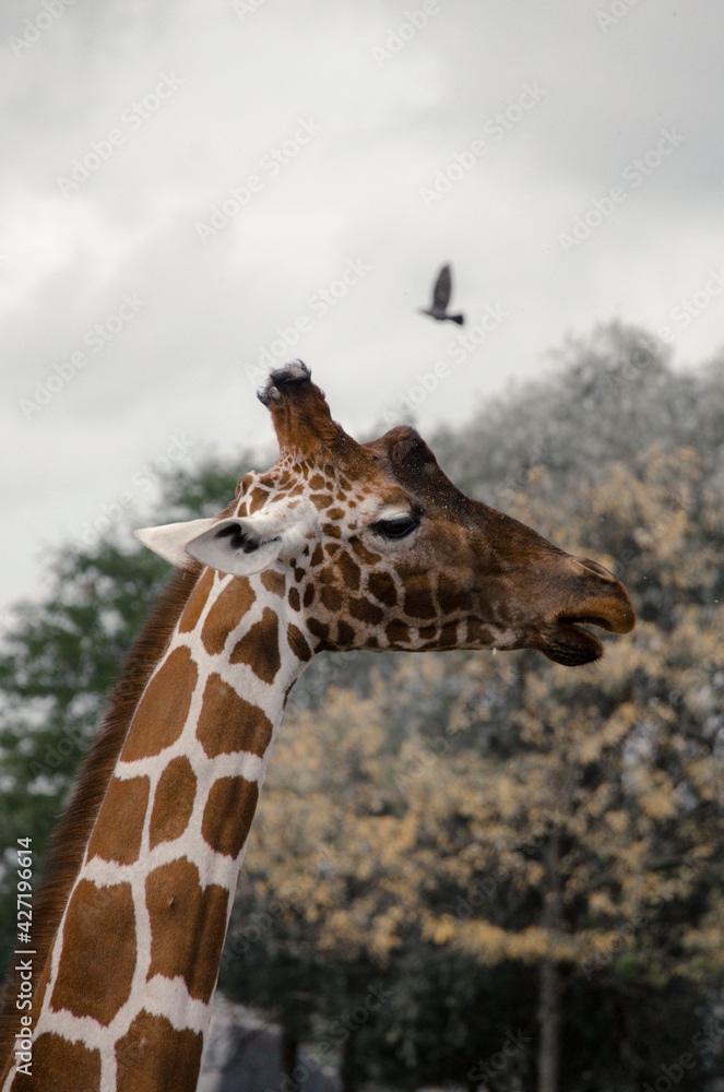 Obraz premium giraffe in the zoo