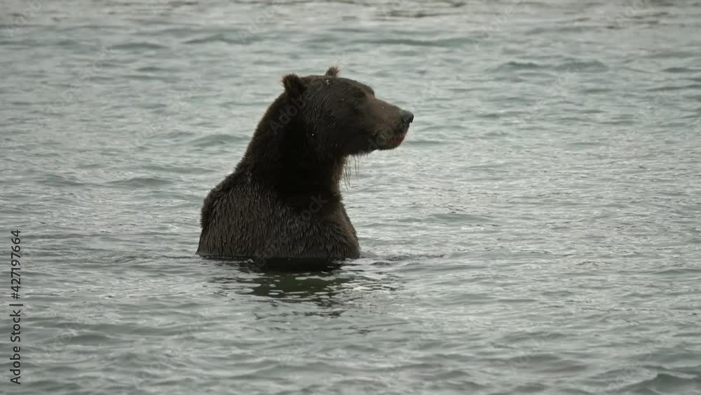 Brown bear eating a caught salmon, Kamchatka, Russia, 4k Brown bear eating a caught salmon, Kamchatka, Russia, 4k