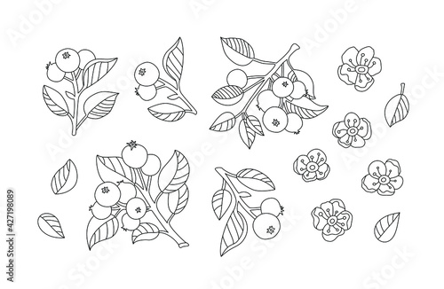 Apple fruits and wild flowers isolated. Set collection. Vector artwork. Vintage style. Coloring book page. Black and white. Bohemian concept for wedding invitation card. Print, poster, wallpaper
