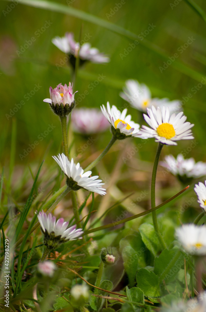 flowers in spring