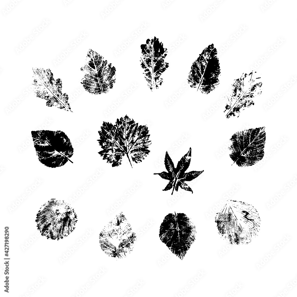 Leaf prints in black paint on white paper. Leaf prints in black paint on white paper.