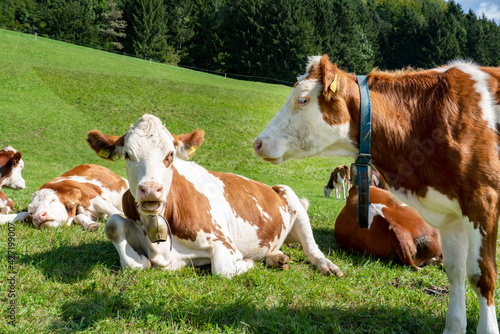 Brown and white cows in a grassy field on a bright and sunny day.