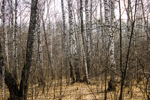 birch forest on a warm spring day 
