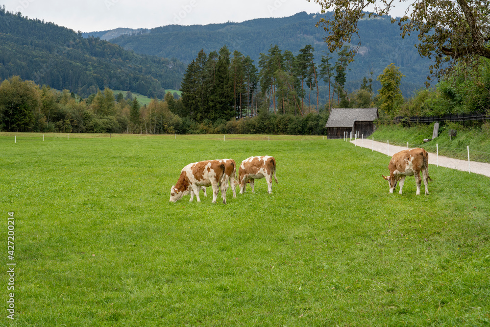 Brown and white cows in a grassy field on a bright and sunny day. Brown and white cows in a grassy field on a bright and sunny day.