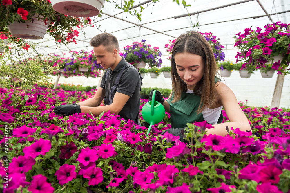 Young happy couple working watering plants in the flower center