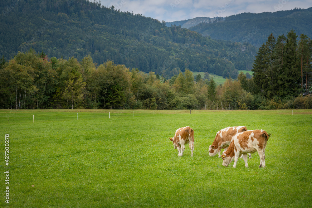 Brown and white cows in a grassy field on a bright and sunny day.