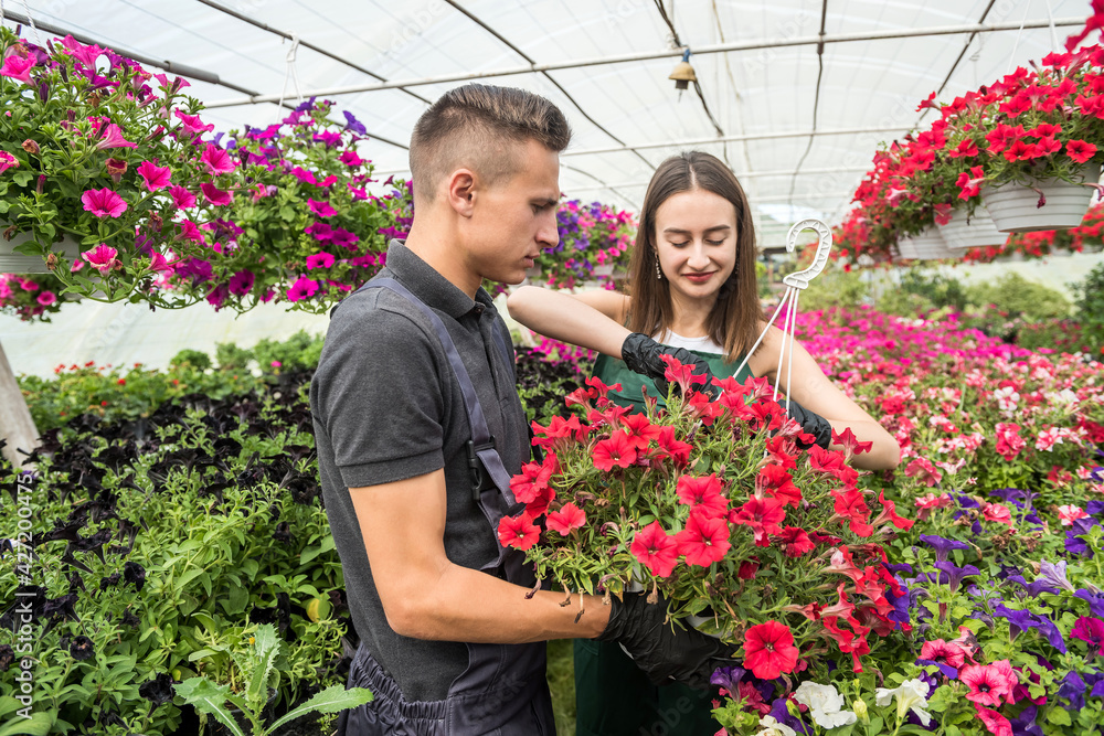 Two young florists working with flowers in industrial greenhouse