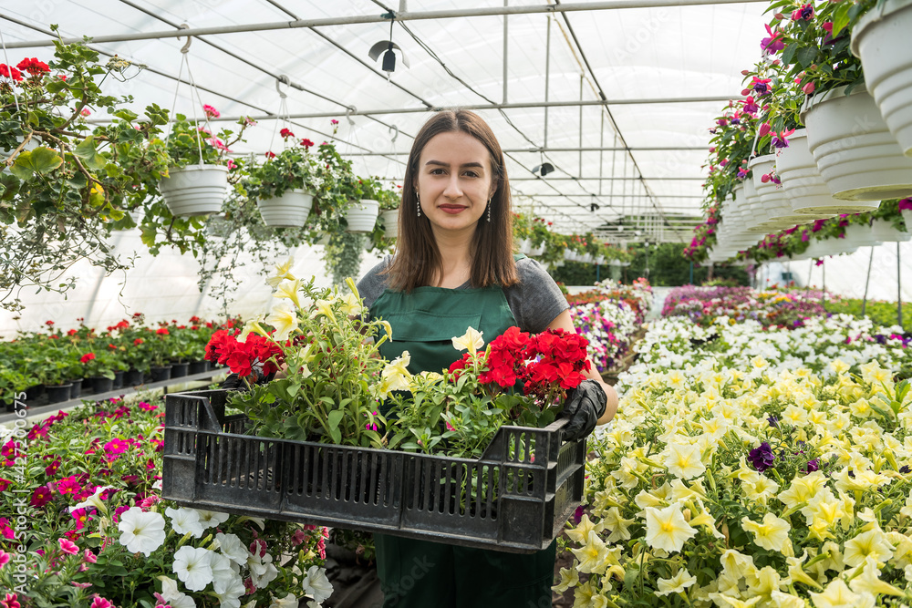 Woman farmer working in a garden center and care her different flowers. Woman farmer working in a garden center and care her different flowers.