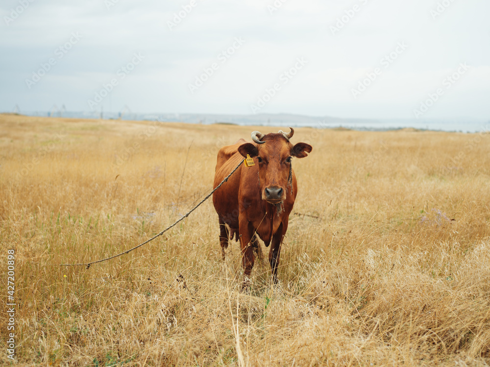 A large red cow grazes in a field in the nature of a horn pet A large red cow grazes in a field in the nature of a horn pet