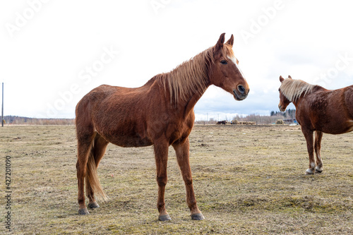 Domestic horses graze on a horse farm. Red horse. Agriculture image.
