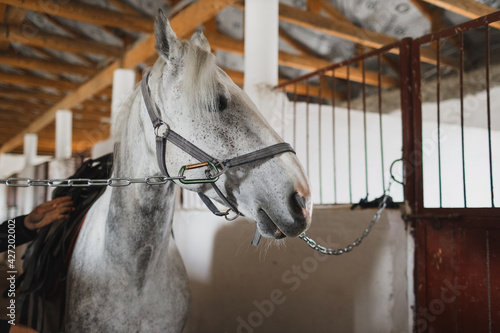 White horse in the stable. Equestrian sports training.
