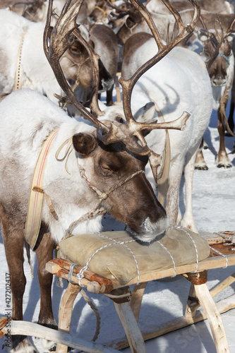 Slumbering reindeer in winter.
