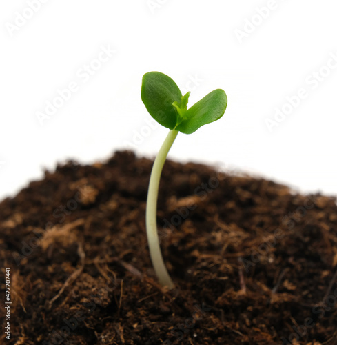 young apple tree sprout