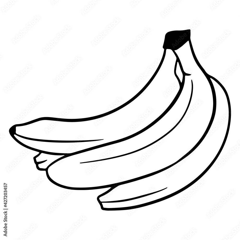 The fruit. A bunch of bananas. Banana. A healthy fruit. Vitamins in food. Line style. The fruit. A bunch of bananas. Banana. A healthy fruit. Vitamins in food. Line style.