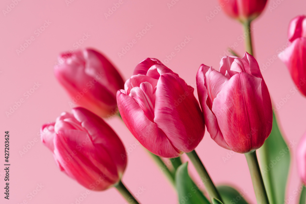 Fresh tulip flowers on a pink background.