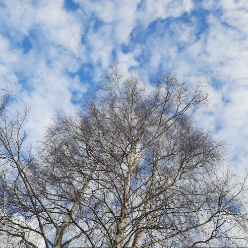 rare view of Russian birch against the background of the spring sky