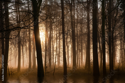 Winter forest at sunrise with mist and fog