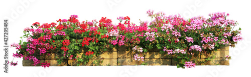 Flower bush pot tree isolated tropical plant with clipping path.