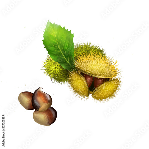 Chestnuts fruits with green leaf, edible raw roasted, nuts in spiny green burr, finest chestnut in world. Digital art watercolor illustration, sweet chestnuts nutrition cooking ingredient, food seeds.