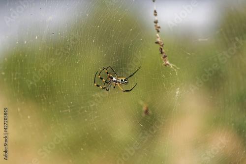 Südafrika - Letaba Ranch Reservat - Echte Webspinne photo