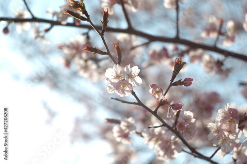 さくら・Sakura/ cherry-blossom