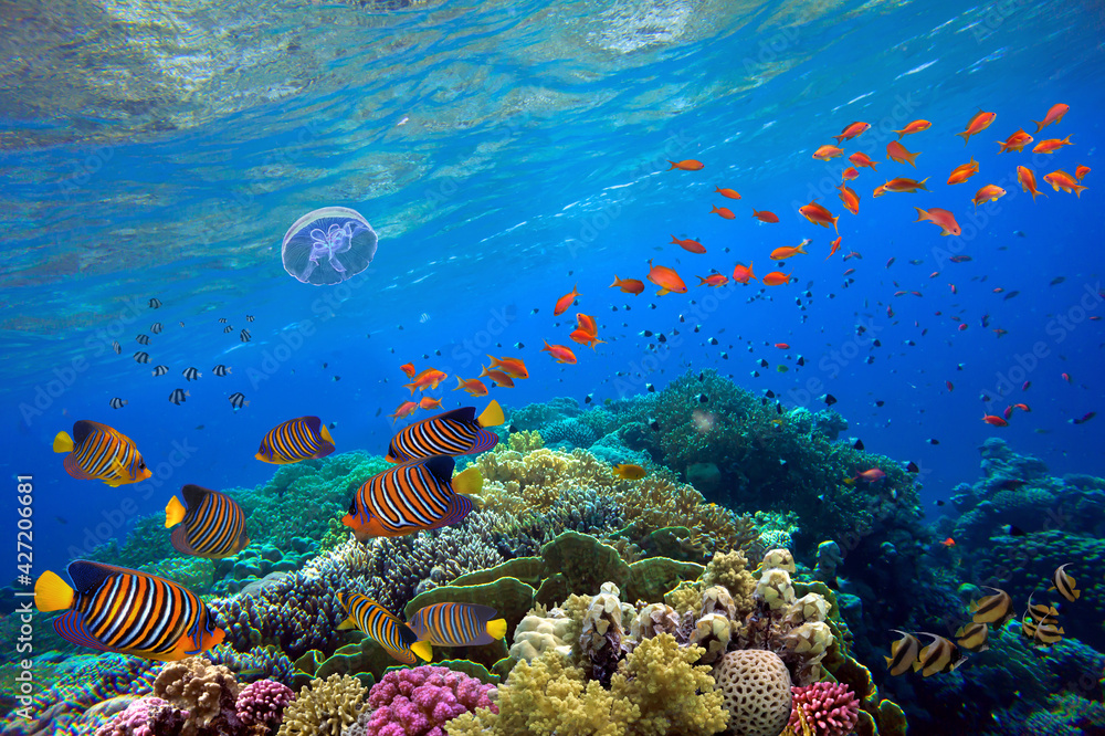 Tropical fish and hard corals on a blue water
