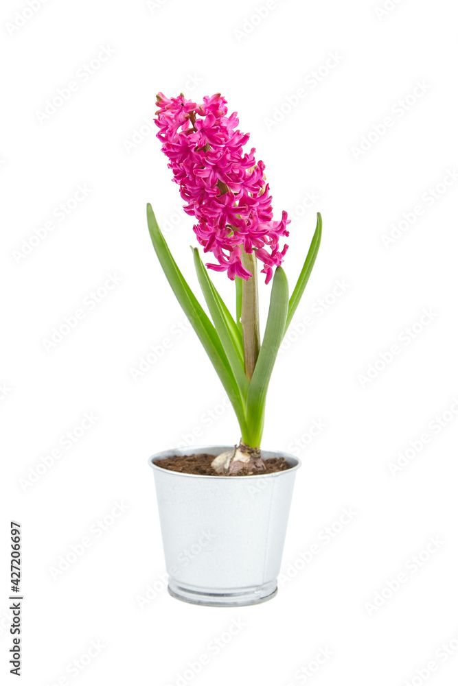 Hyacinth flower in tin pot isolated white background. Spring magenta flower