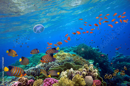 Photo Tropical fish and hard corals on a blue water