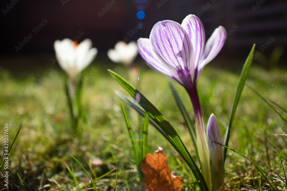 Close up of spring crocus flowers Close up of spring crocus flowers