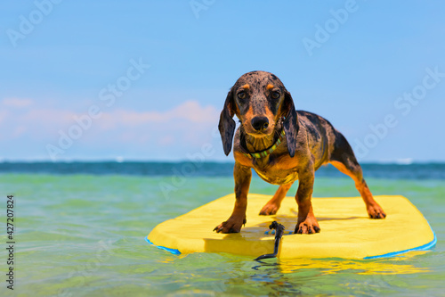Photography Funny surfer dog have fun riding on bodyboard on sea waves