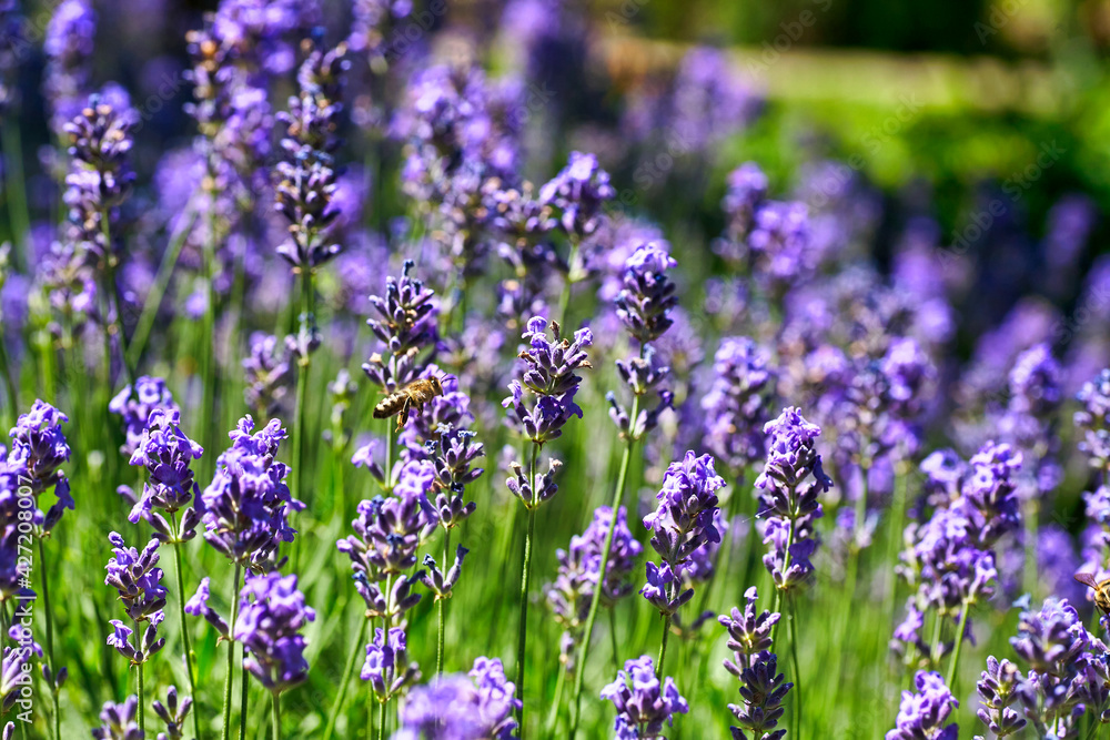 Obraz premium Lavender Flowers Field. Growing and Blooming Lavender