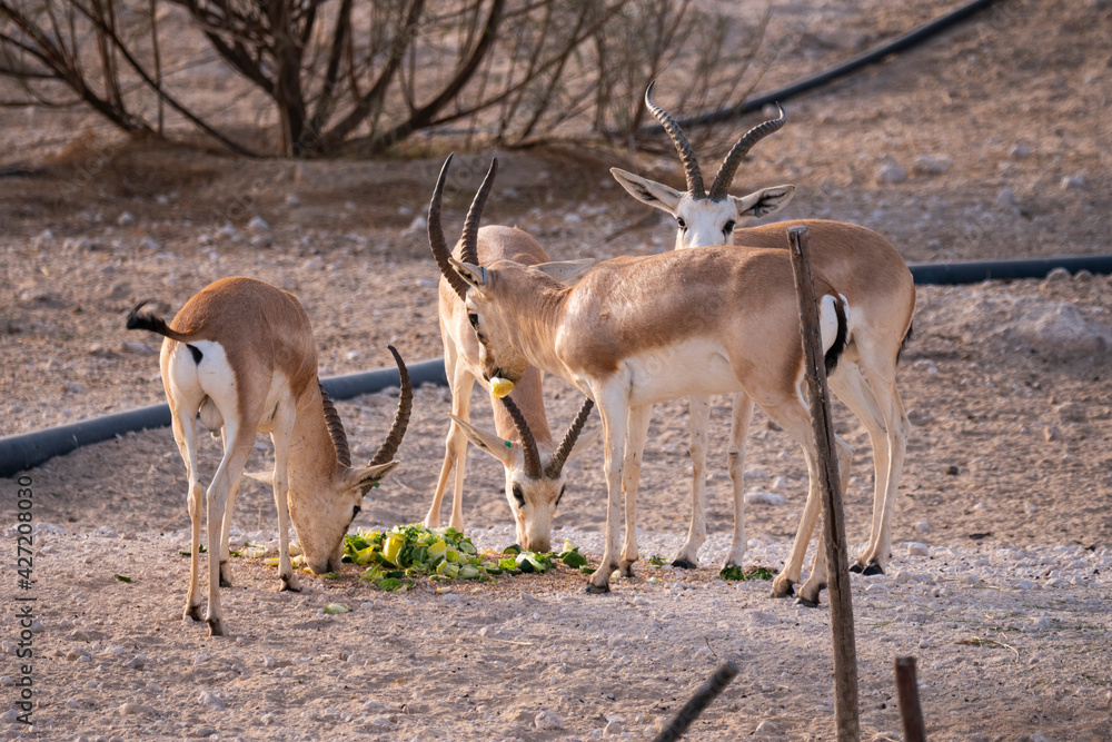 Arabian Sand Gazelle in natural habitat conservation area, Saudi Arabia ...