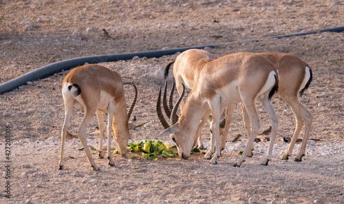 Arabian Sand Gazelle in natural habitat conservation area, Saudi Arabia 